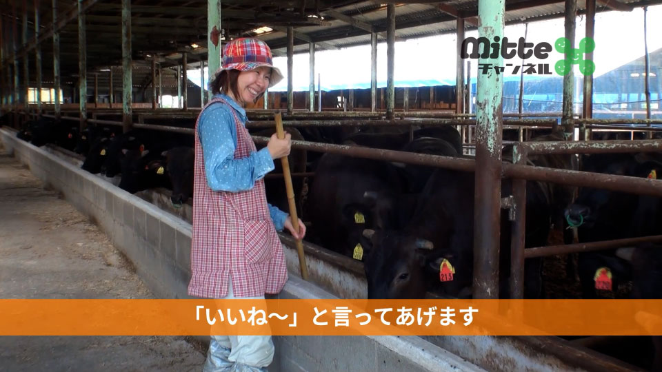 長崎県央農業協同組合様Mitteチャンネル 長崎和牛
